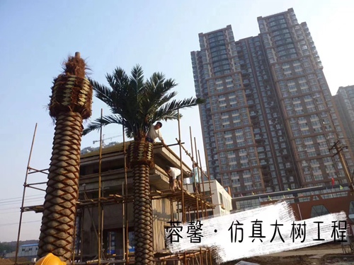 国产麻豆视频免费在线大树