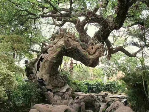 水泥国产麻豆视频免费在线树